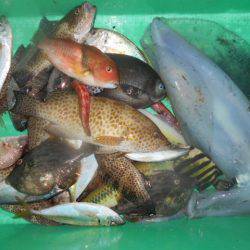 こかわ渡船　雅丸 釣果