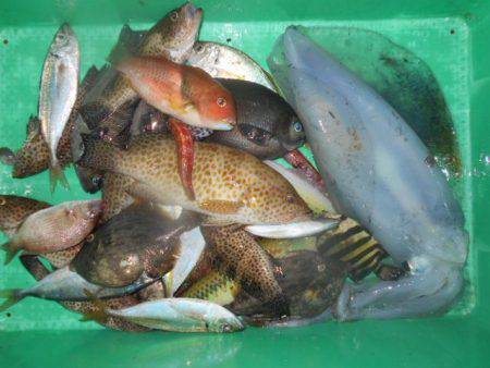 こかわ渡船　雅丸 釣果