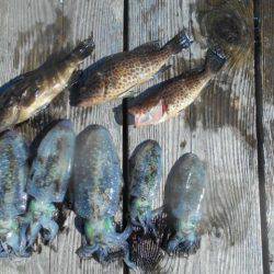 こかわ渡船　雅丸 釣果