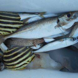 こかわ渡船　雅丸 釣果