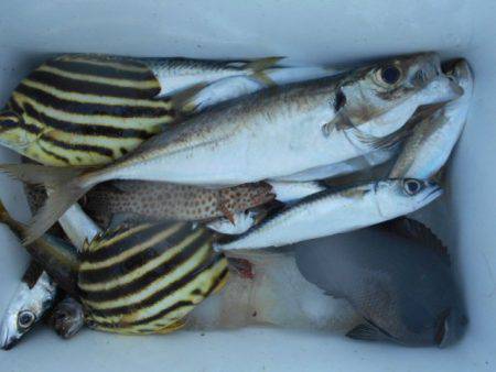 こかわ渡船　雅丸 釣果