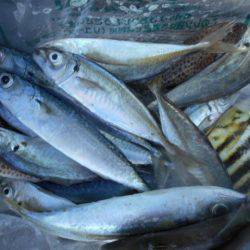 こかわ渡船　雅丸 釣果