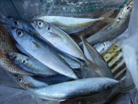 こかわ渡船　雅丸 釣果