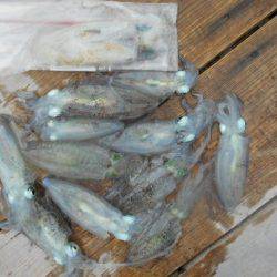 こかわ渡船　雅丸 釣果