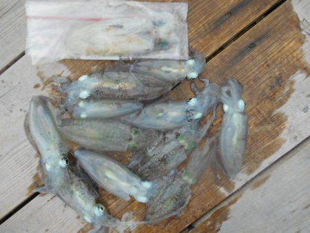 こかわ渡船　雅丸 釣果