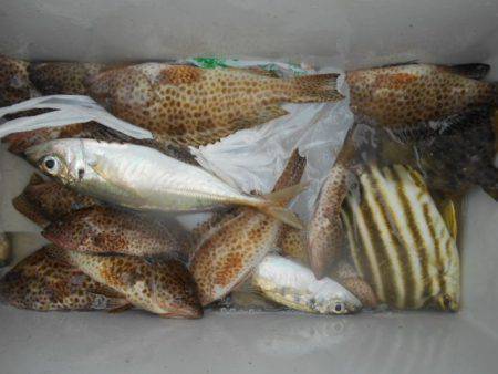 こかわ渡船　雅丸 釣果