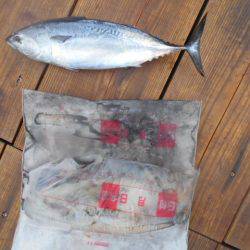 こかわ渡船　雅丸 釣果