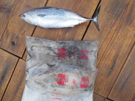 こかわ渡船　雅丸 釣果