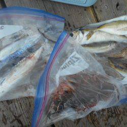 こかわ渡船　雅丸 釣果