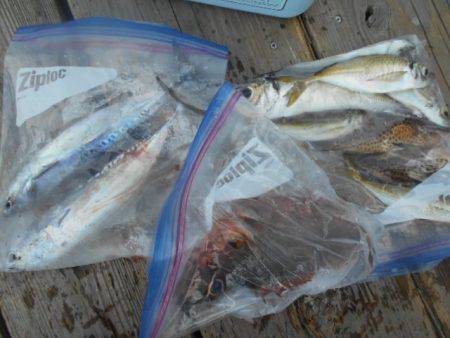 こかわ渡船　雅丸 釣果