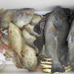 こかわ渡船　雅丸 釣果