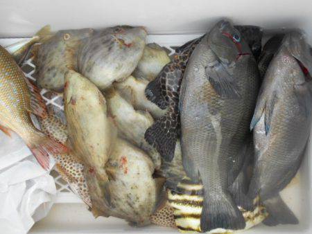 こかわ渡船　雅丸 釣果