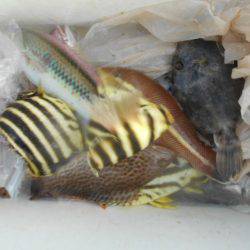 こかわ渡船　雅丸 釣果