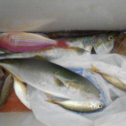 こかわ渡船　雅丸 釣果