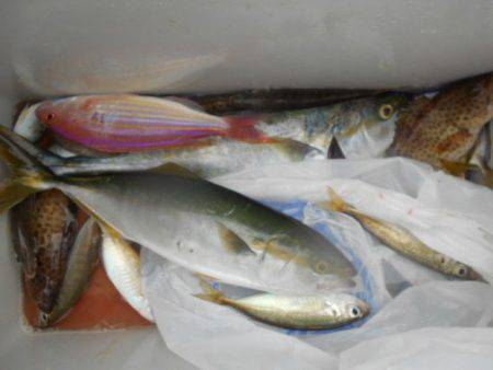 こかわ渡船　雅丸 釣果