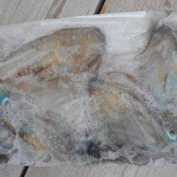 こかわ渡船　雅丸 釣果