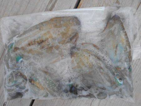 こかわ渡船　雅丸 釣果