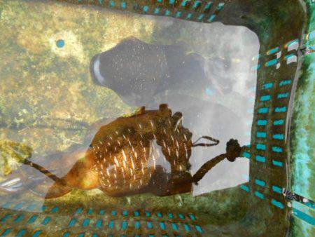 こかわ渡船　雅丸 釣果