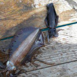 こかわ渡船　雅丸 釣果