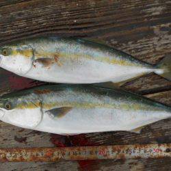 こかわ渡船　雅丸 釣果