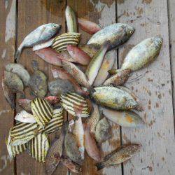 こかわ渡船　雅丸 釣果