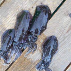 こかわ渡船　雅丸 釣果