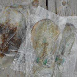 こかわ渡船　雅丸 釣果