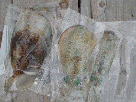 こかわ渡船　雅丸 釣果