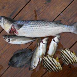 こかわ渡船　雅丸 釣果