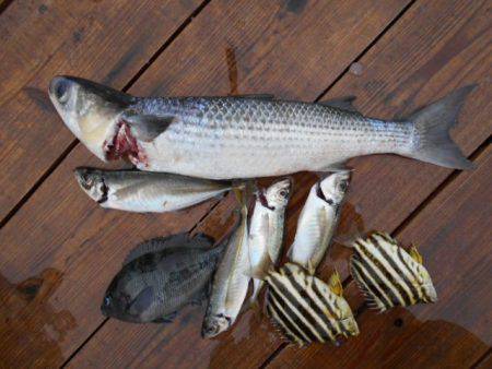 こかわ渡船　雅丸 釣果