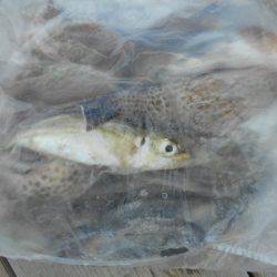 こかわ渡船　雅丸 釣果