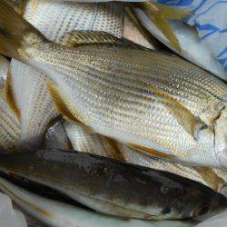 こかわ渡船　雅丸 釣果