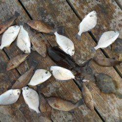 こかわ渡船　雅丸 釣果