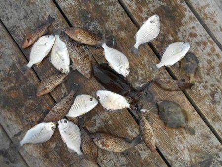こかわ渡船　雅丸 釣果