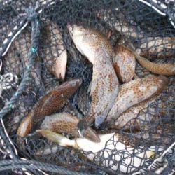 こかわ渡船　雅丸 釣果