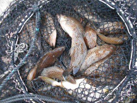 こかわ渡船　雅丸 釣果