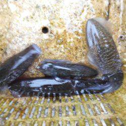 こかわ渡船　雅丸 釣果