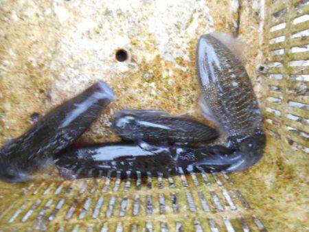 こかわ渡船　雅丸 釣果