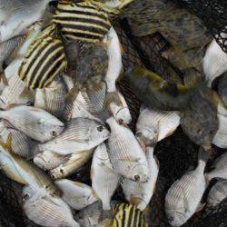 こかわ渡船　雅丸 釣果