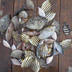 こかわ渡船　雅丸 釣果