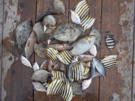 こかわ渡船　雅丸 釣果