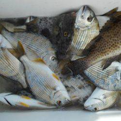 こかわ渡船　雅丸 釣果