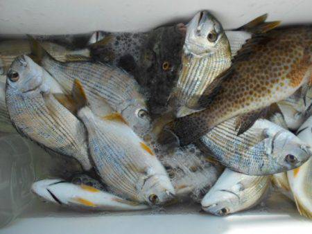 こかわ渡船　雅丸 釣果