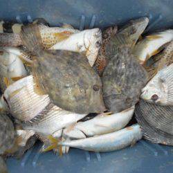 こかわ渡船　雅丸 釣果