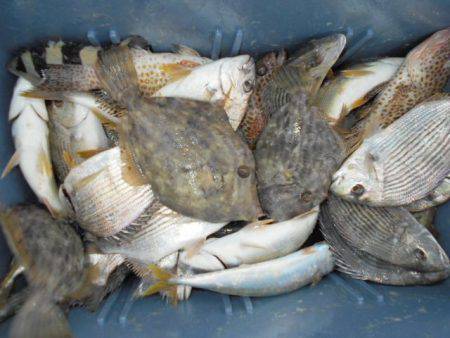 こかわ渡船　雅丸 釣果