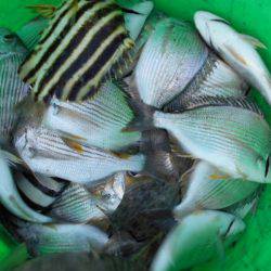 こかわ渡船　雅丸 釣果