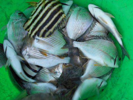 こかわ渡船　雅丸 釣果