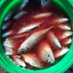 こかわ渡船　雅丸 釣果