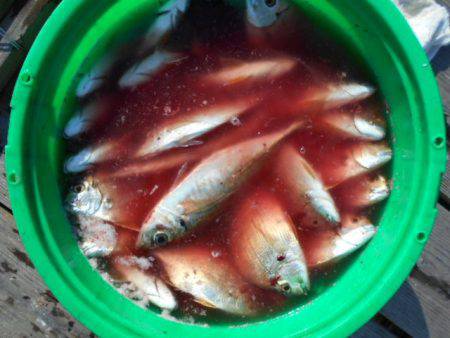 こかわ渡船　雅丸 釣果