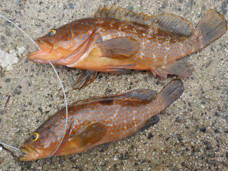 千鳥丸 釣果